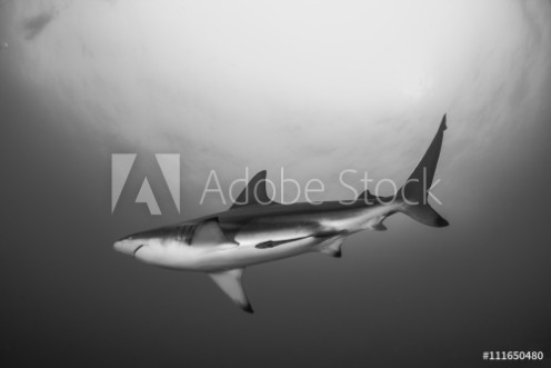 Picture of Giant Blacktip swimming in deep blue water